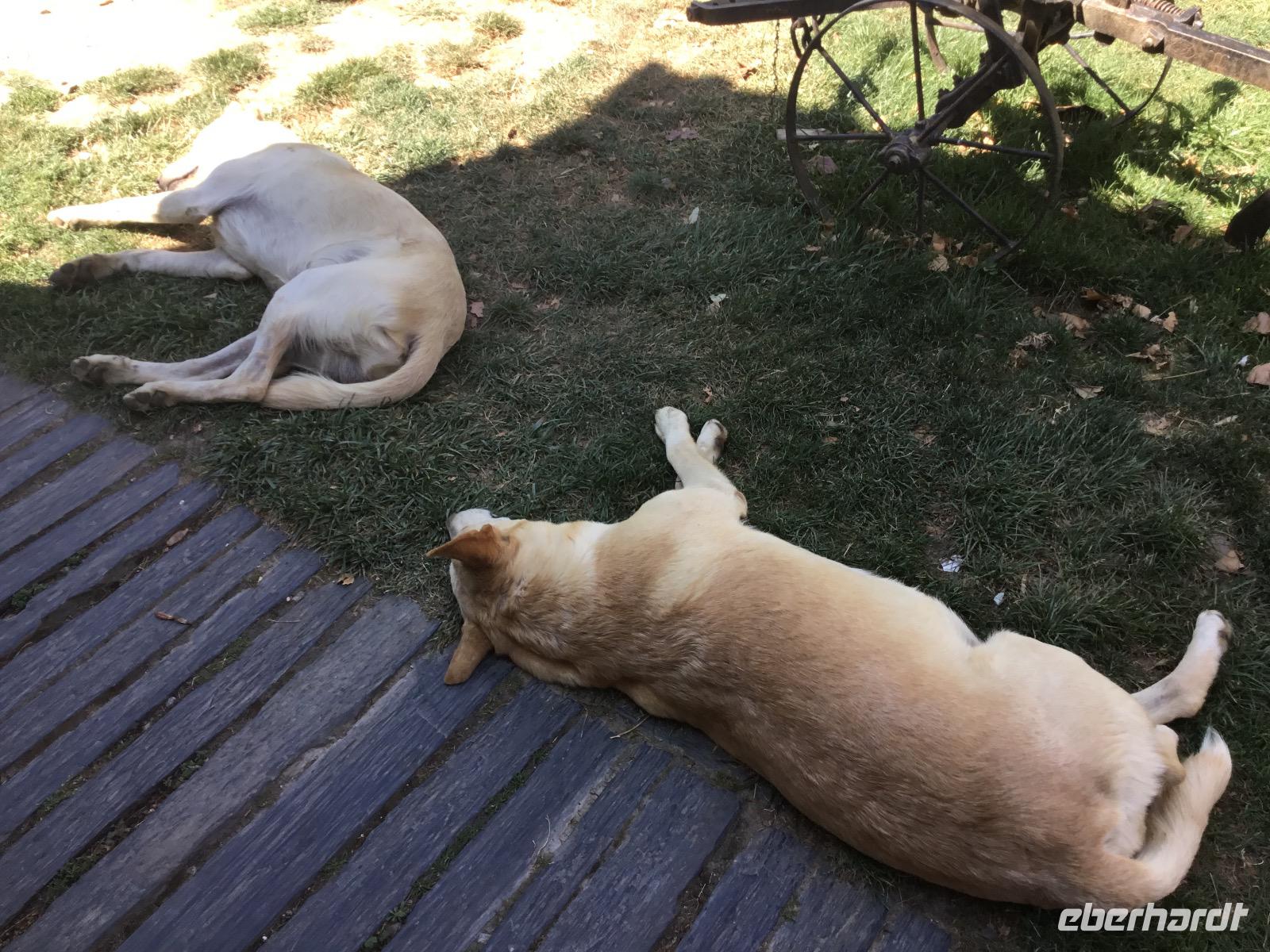 kleine Siesta nach dem Essen