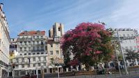 Lissabon - Kapokbaum 20181013 105042