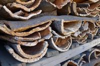 P1220337,Korkeichenfabrik (1)