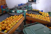 P1220472,Orangenplantage (1)