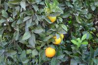 P1220472,Orangenplantage (2)