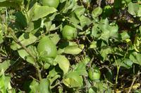 P1220472,Orangenplantage (3)