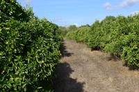 P1220472,Orangenplantage (6)