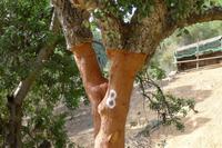 P1220532,Parque da Mina (5)