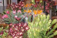 Blumen in der Markthalle (2)