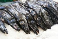 der schwarze Degenfisch