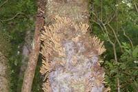 Pilze am Lorbeerbaum