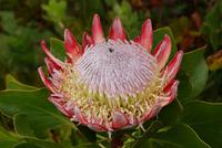 Königsprotea (2)