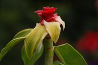 Im Orchideengarten (5)