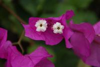 Bougainvillea