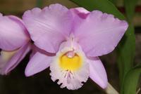 Orchideen (2)
