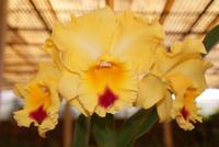 Orchideen (7)
