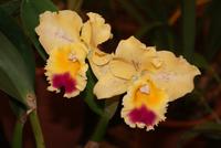 Orchideen (9)