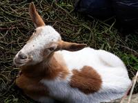 Levadawanderung (11)