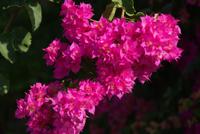 Bourgainvillea