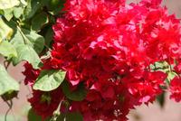 Bourgainvillea (3)
