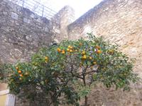 Stadtrundgang Lissabon - Orangenbäume am Eingang zum Castelo de Sao Jorge