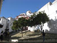 Stadtrundgang Lissabon - Orangenbäume in der Alfama
