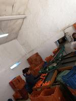 Ausflug Silves und Monchique - Orangenplantage