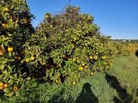 Ausflug Silves und Monchique - Orangenplantage