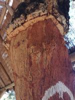 Ausflug Silves und Monchique