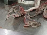 Ausflug Faro bis Tavira und zur spanischen Grenze