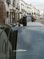 Ausflug Faro bis Tavira und zur spanischen Grenze