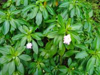 Wanderung an der Levada da Ribeira da Janela