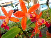 Pregetter’s Orchideengarten „Jardim Orquídea“, Funchal 