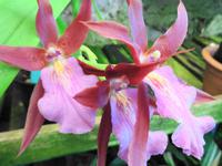 Pregetter’s Orchideengarten „Jardim Orquídea“, Funchal 