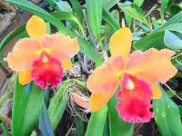 Pregetter’s Orchideengarten „Jardim Orquídea“, Funchal 