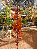 Pregetter’s Orchideengarten „Jardim Orquídea“, Funchal 