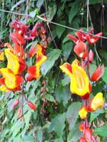 Pregetter’s Orchideengarten „Jardim Orquídea“, Funchal 