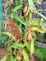 Pregetter’s Orchideengarten „Jardim Orquídea“, Funchal 