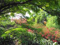 Pregetter’s Orchideengarten „Jardim Orquídea“, Funchal 
