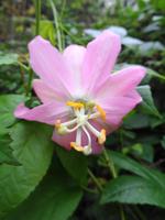 Weihnachtliche Deko, Funchal 