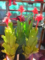 Pregetter’s Orchideengarten „Jardim Orquídea“, Funchal