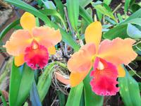 Pregetter’s Orchideengarten „Jardim Orquídea“, Funchal