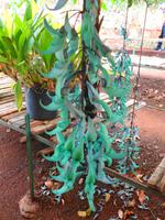 Pregetter’s Orchideengarten „Jardim Orquídea“, Funchal