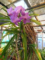 Pregetter’s Orchideengarten „Jardim Orquídea“, Funchal