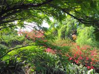 Pregetter’s Orchideengarten „Jardim Orquídea“, Funchal