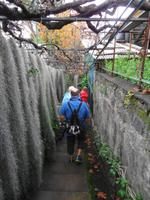 Pregetter’s Orchideengarten „Jardim Orquídea“, Funchal