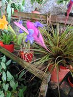 Pregetter’s Orchideengarten „Jardim Orquídea“, Funchal