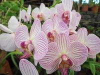 Pregetter’s Orchideengarten „Jardim Orquídea“, Funchal