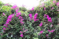 Pregetter’s Orchideengarten „Jardim Orquídea“, Funchal