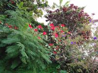 Pregetter’s Orchideengarten „Jardim Orquídea“, Funchal