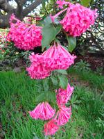 Pregetter’s Orchideengarten „Jardim Orquídea“, Funchal