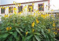 Pregetter’s Orchideengarten „Jardim Orquídea“, Funchal