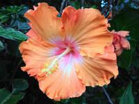 Pregetter’s Orchideengarten „Jardim Orquídea“, Funchal