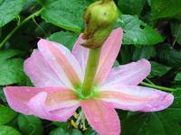 Wanderung an der Levada da Serra do Faial